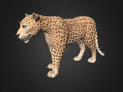 Detailed Realistic 3D Leopard Model With Spotted Fur And Lifelike Stance 3d model
