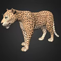 Detailed Realistic 3D Leopard Model With Spotted Fur And Lifelike Stance