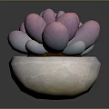 Elegant Pink Purple Succulent Plant With Plump Leaves In White Stone Pot