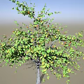 Fruit Tree With Green Leaves And Ripe Red Fruits Growing In Natural Outdoor Environment