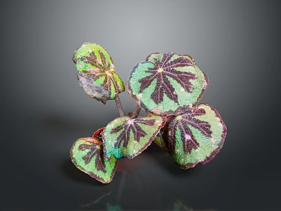 Vibrant Green And Purple Variegated Indoor Plant Leaves With Glossy Texture And Distinct Veins 3d model
