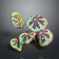 Vibrant Green And Purple Variegated Indoor Plant Leaves With Glossy Texture And Distinct Veins