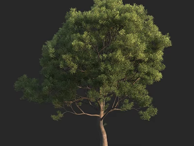 Arbor With Lush Green Canopy And Strong Brown Trunk In Natural Form 3d model