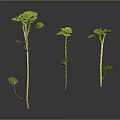 Three Green Plants With Round Leaves And Slender Stems In Growth State