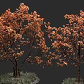 Autumn Trees With Vibrant Orange Red Leaves And Green Grass Base