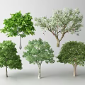 Various Arbor Trees Showcased With Green Foliage And Different Crown Shapes