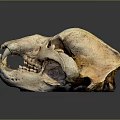 Modern Skull Animal Skull Fossil Skull Skeleton 3d model