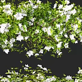 Lush Vine Adorned With White Flowers And Green Foliage