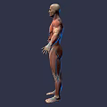 Game and Movie Character 3D Rendered Model with Human Anatomy Muscle and Internal Organ Details