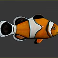 Colorful Striped Clownfish With Orange Black And White Patterns On Dark Background