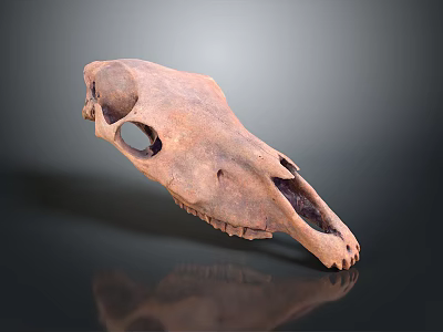 Detailed Animal Skull Skeleton with Anatomical Structure and Fossil Teeth Features 3d model