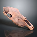 Detailed Animal Skull Skeleton with Anatomical Structure and Fossil Teeth Features