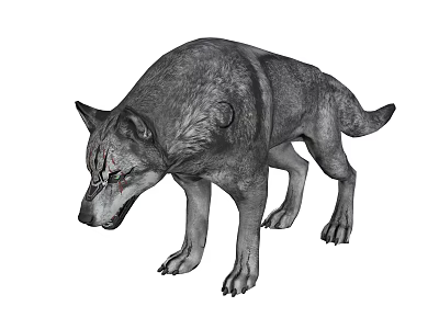 Gray Wolf With Realistic Fur Texture Looking Down And Green Eyes 3d model