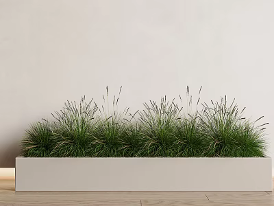 Green Grass Potted Plants In White Rectangular Container Against Light Wall And Wooden Floor 3d model