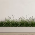 Green Grass Potted Plants In White Rectangular Container Against Light Wall And Wooden Floor