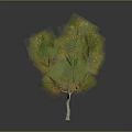 Three Trees Display Yellow Foliage Leafless Trunk And Green Leaves