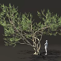 Lush Green Tree With Thick Trunk And Standing Person In Dark Background 3d model