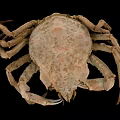 Close Up View Of Brown Crab With Textured Shell Large Claws And Legs