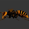 Hornet With Yellow And Black Striped Body And Transparent Wings Detailed Close Up View