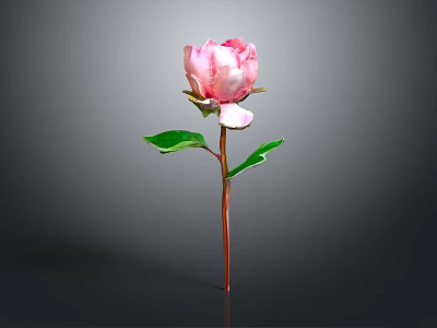 Pink Peony Plant With Green Leaves And Brown Stem On Gray Background 3d model