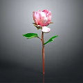 Pink Peony Plant With Green Leaves And Brown Stem On Gray Background