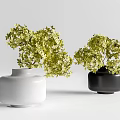 White and Black Minimalist Vases with Green Leafy Plants on Light Background