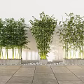 Bamboo Potted Plants in Concrete Planters with Pebbles and White Wall Background