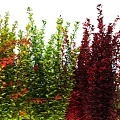 Colorful Shrubs With Vibrant Green Red And Yellow Leaves Against Night Sky