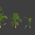 Various Green Tropical Plants With Lush Leaves And Different Growth Sizes