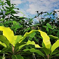 Lush Green Tropical Plant Leaves Under Blue Sky With Clouds