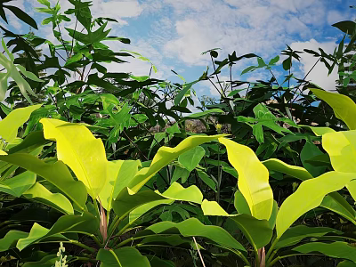 Lush Green Tropical Plant Leaves Under Blue Sky With Clouds 3d model