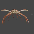 Realistic Brown Crab With Extended Legs And Detailed Claws On Gray Background