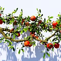 arbor pomegranate branch pomegranate tree pomegranate fruit garden fruit tree landscape modeling tree 3d model
