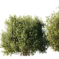 Lush Green Bushes In Various Sizes With Dense Foliage For Garden Landscaping