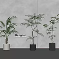 Designer Potted Bonsai Plants With Various Green Foliage In White And Black Pots