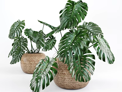 Monstera Potted Plants With Large Green Leaves In Woven Baskets For Indoor Decor 3d model