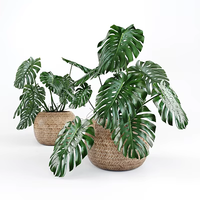 Monstera Potted Plants With Large Green Leaves In Woven Baskets For Indoor Decor 3d model