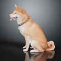 Shiba Inu Sitting On Black Surface With Reflection And Collar Tongue Out Against Gray Background