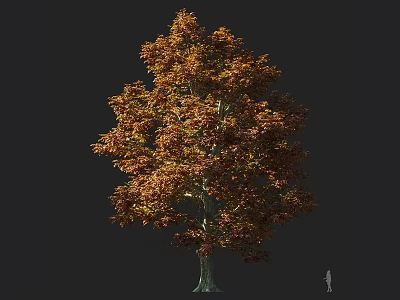 Vibrant Arbor With Orange Red Leaves And Lush Canopy On Dark Background 3d model