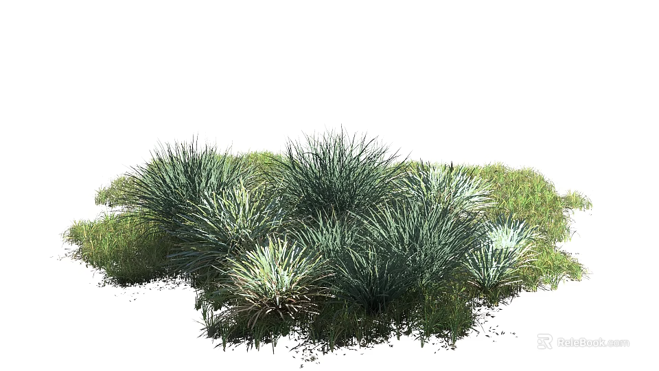 Clump Forming Ornamental Grass Plants With Slender Leaves Green And Blue Green Growing In Grassland 3d model 