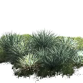 Clump Forming Ornamental Grass Plants With Slender Leaves Green And Blue Green Growing In Grassland