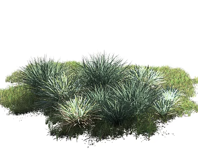 Clump Forming Ornamental Grass Plants With Slender Leaves Green And Blue Green Growing In Grassland 3d model