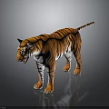 Orange Black Striped Tiger Standing with Open Mouth on Dark Gray Background with Reflection