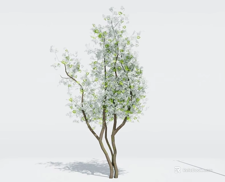 Tree With Three Trunks And Green White Leaves On White Background 3d model 