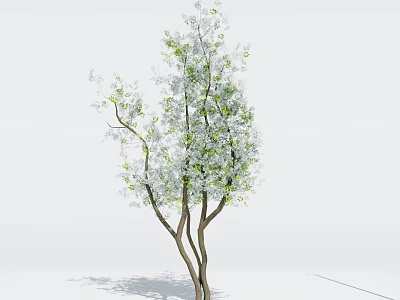 Tree With Three Trunks And Green White Leaves On White Background 3d model