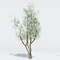 Tree With Three Trunks And Green White Leaves On White Background