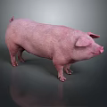 Pink Pig Standing On Gray Background With Full Body Reflection 3d model