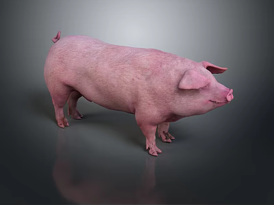 modern pig domestic pig land animal wild animal 3d model