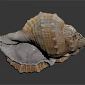 Conch With Natural Brown And White Spiral Texture And Surface Nodules On Dark Background