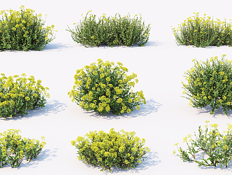 Modern flowering plants 3d model